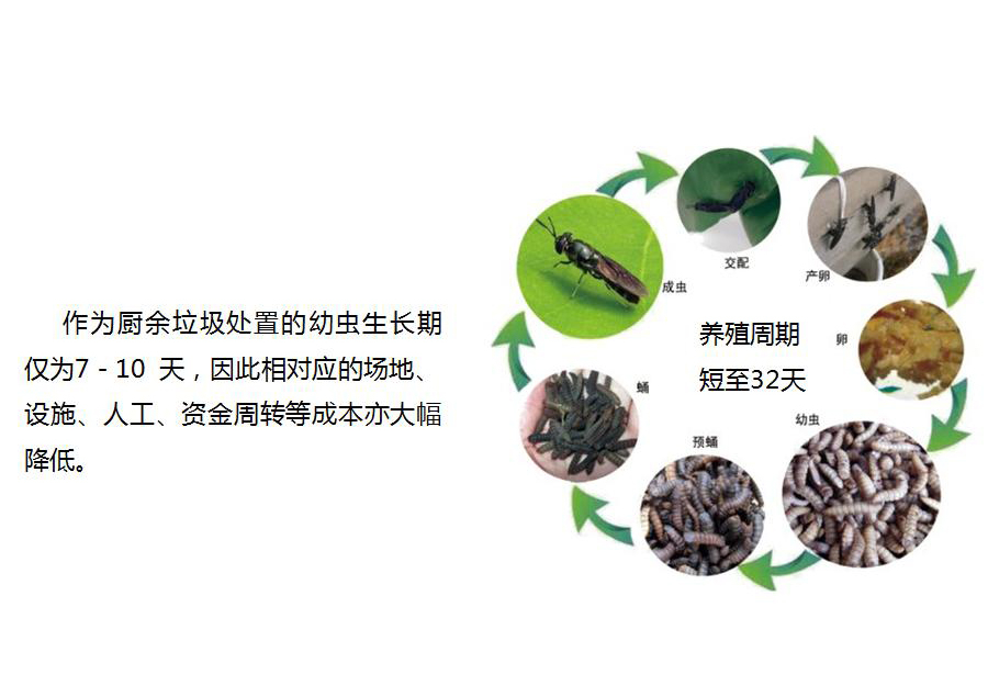 黑水虻怎么處理餐廚垃圾？